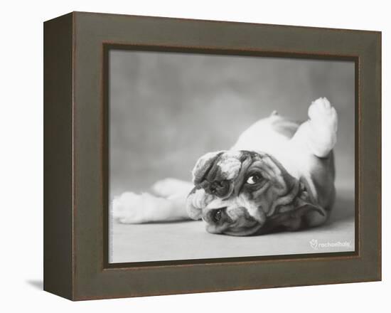 Britdog 2-Rachael Hale-Framed Premier Image Canvas