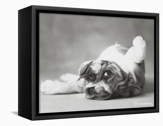 Britdog 2-Rachael Hale-Framed Premier Image Canvas