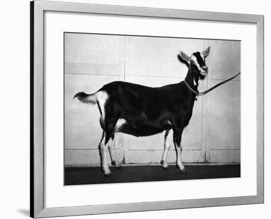 British Alpine Goat-null-Framed Photographic Print