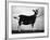 British Alpine Goat-null-Framed Photographic Print