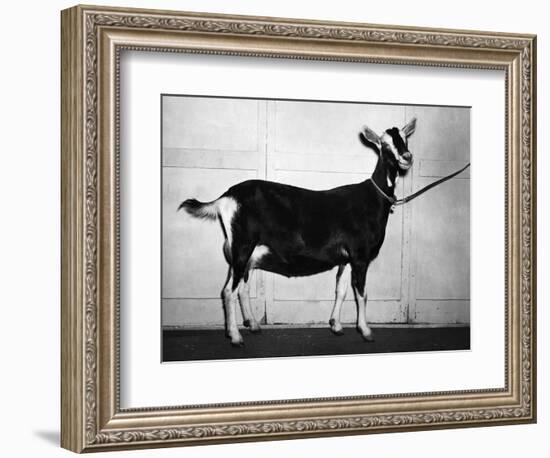 British Alpine Goat-null-Framed Photographic Print