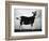 British Alpine Goat-null-Framed Photographic Print