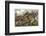 British and American Troops at the Battle of Bunker Hill During the American Revolutionary War-null-Framed Photographic Print