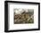 British and American Troops at the Battle of Bunker Hill During the American Revolutionary War-null-Framed Photographic Print