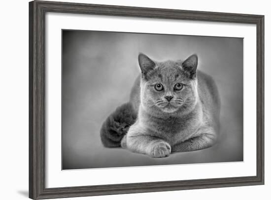 British Blue-null-Framed Photographic Print