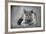 British Blue-null-Framed Photographic Print