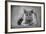 British Blue-null-Framed Photographic Print