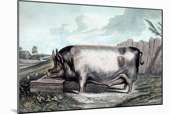 British Boar-Edwin Henry Landseer-Mounted Art Print