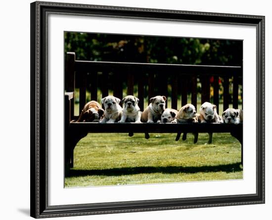 British Bulldog Puppies on a Park Bench, 1994-null-Framed Photographic Print
