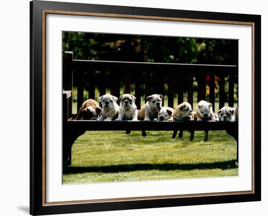 British Bulldog Puppies on a Park Bench, 1994-null-Framed Photographic Print