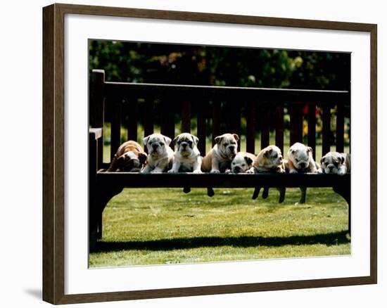 British Bulldog Puppies on a Park Bench, 1994-null-Framed Photographic Print