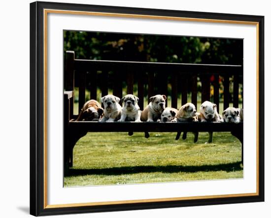 British Bulldog Puppies on a Park Bench, 1994-null-Framed Photographic Print