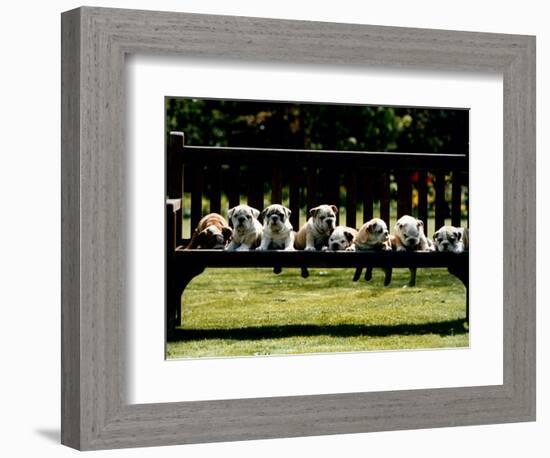 British Bulldog Puppies on a Park Bench, 1994-null-Framed Photographic Print