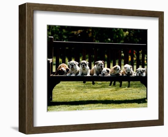 British Bulldog Puppies on a Park Bench, 1994-null-Framed Photographic Print