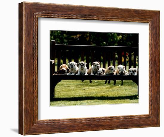 British Bulldog Puppies on a Park Bench, 1994-null-Framed Photographic Print