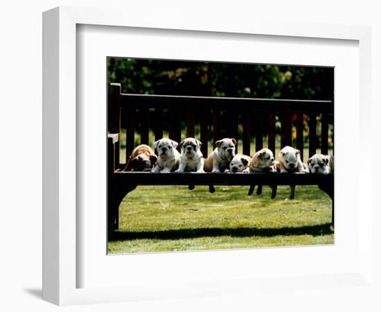 British Bulldog Puppies on a Park Bench, 1994-null-Framed Photographic Print