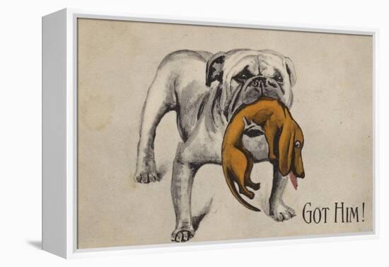 British Bulldog with Defeated German Dachshund in His Mouth-null-Framed Premier Image Canvas