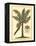British Colonial Palm II-null-Framed Stretched Canvas