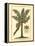 British Colonial Palm II-null-Framed Stretched Canvas