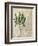 British Ferns II-John Butler-Framed Art Print