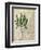 British Ferns II-John Butler-Framed Art Print