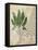 British Ferns II-John Butler-Framed Stretched Canvas