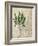 British Ferns II-John Butler-Framed Art Print