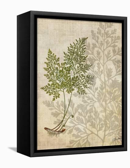 British Ferns IV-John Butler-Framed Stretched Canvas