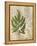 British Ferns VI-John Butler-Framed Stretched Canvas