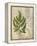 British Ferns VI-John Butler-Framed Stretched Canvas