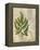 British Ferns VI-John Butler-Framed Stretched Canvas