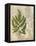 British Ferns VI-John Butler-Framed Stretched Canvas