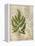 British Ferns VI-John Butler-Framed Stretched Canvas