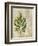 British Ferns VI-John Butler-Framed Art Print