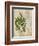 British Ferns VI-John Butler-Framed Art Print