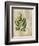 British Ferns VI-John Butler-Framed Art Print