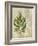 British Ferns VI-John Butler-Framed Art Print