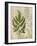 British Ferns VI-John Butler-Framed Art Print