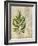 British Ferns VI-John Butler-Framed Art Print