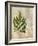 British Ferns VI-John Butler-Framed Art Print