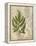 British Ferns VI-John Butler-Framed Stretched Canvas