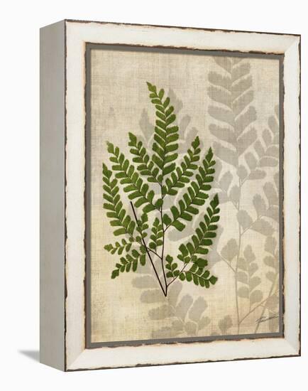 British Ferns VI-John Butler-Framed Stretched Canvas