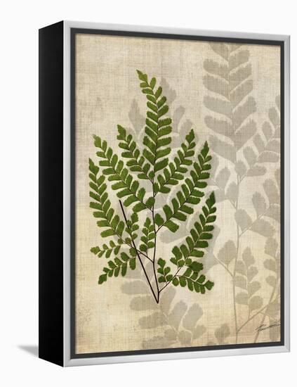 British Ferns VI-John Butler-Framed Stretched Canvas