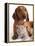 British Kitten  and Dog Dachshund-Lilun-Framed Premier Image Canvas