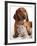 British Kitten  and Dog Dachshund-Lilun-Framed Photographic Print