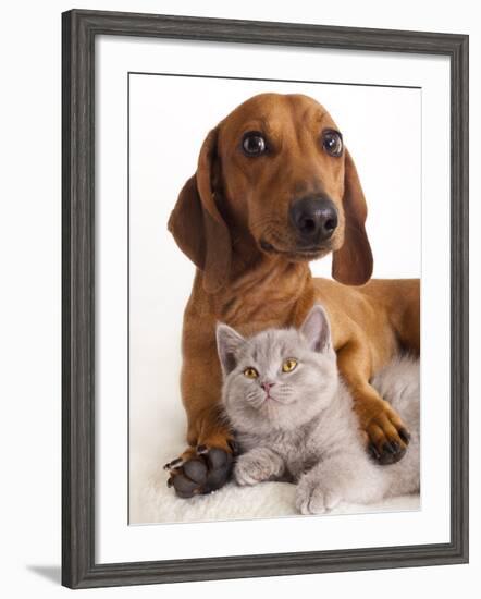 British Kitten  and Dog Dachshund-Lilun-Framed Photographic Print