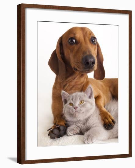 British Kitten  and Dog Dachshund-Lilun-Framed Photographic Print