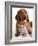 British Kitten  and Dog Dachshund-Lilun-Framed Photographic Print