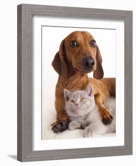 British Kitten  and Dog Dachshund-Lilun-Framed Photographic Print