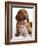 British Kitten  and Dog Dachshund-Lilun-Framed Photographic Print